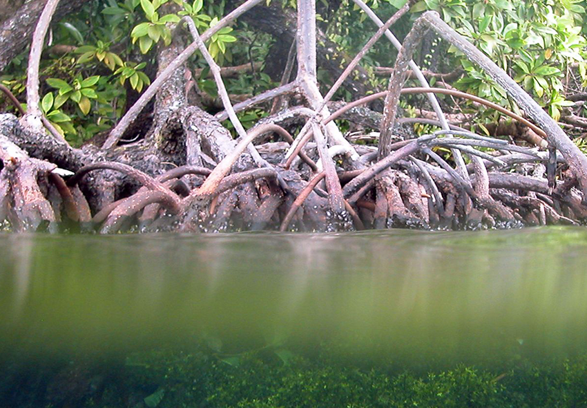 Roots of the Mangrove